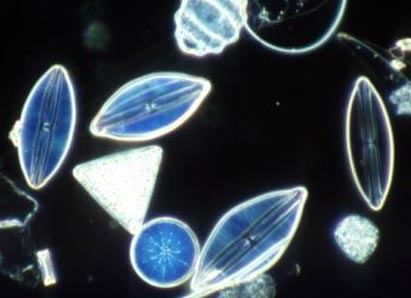picture of diatoms